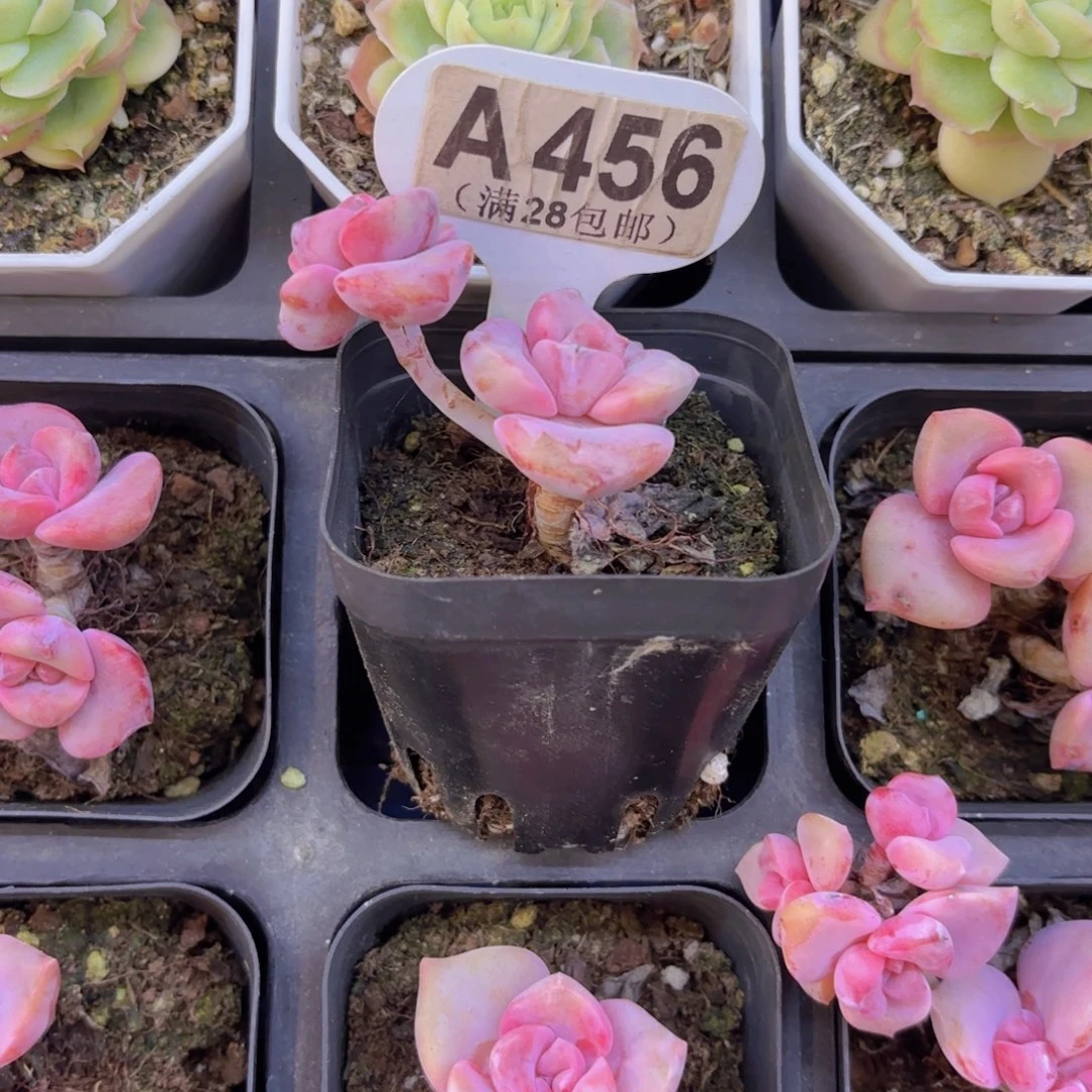 A456彩虹糖一物语拍