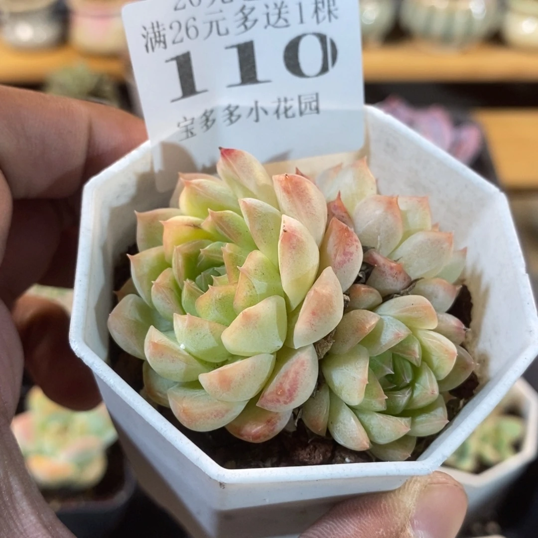 桃熏女王群一物一拍满20包邮满26送一颗精品多肉