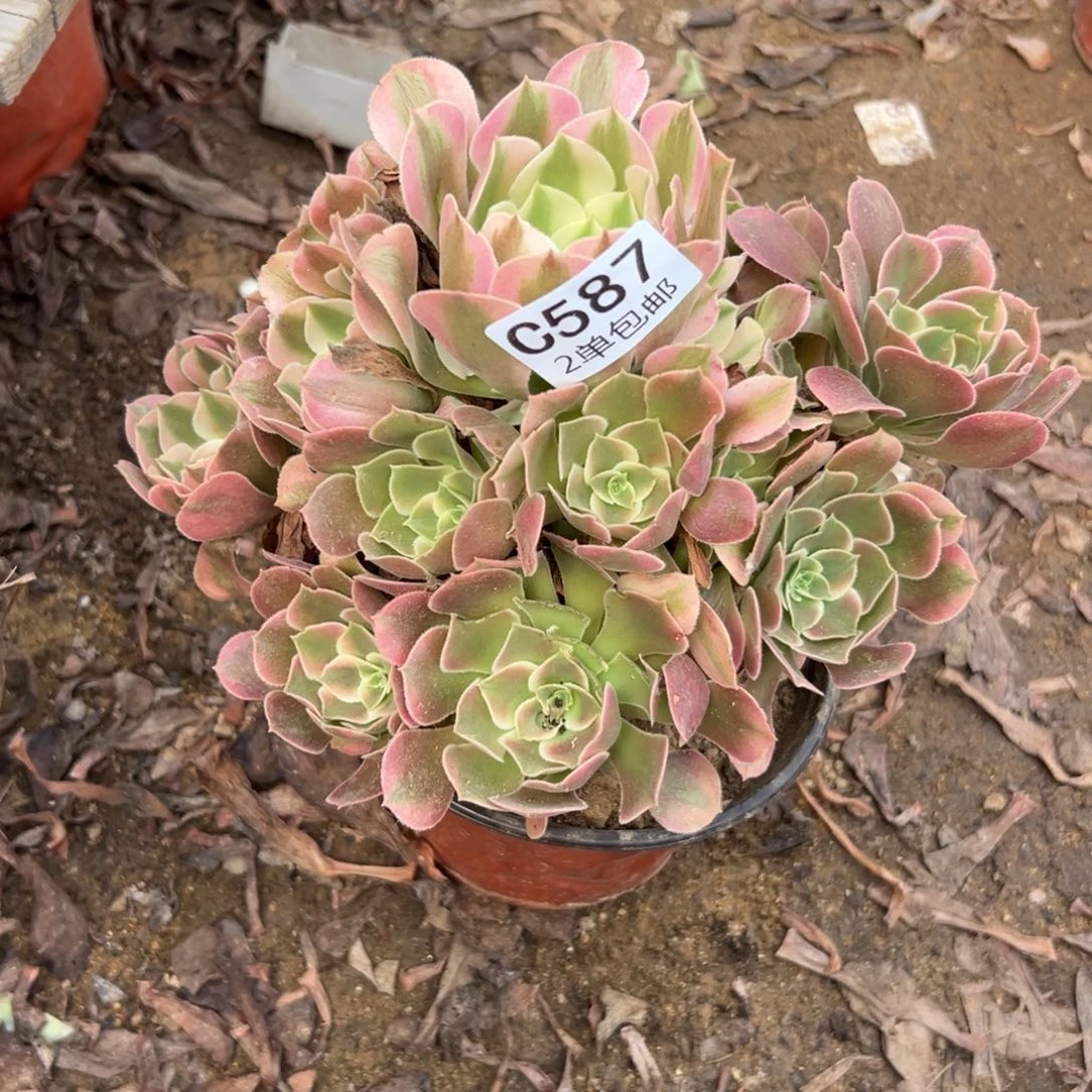 587多肉   洛神 不包断头