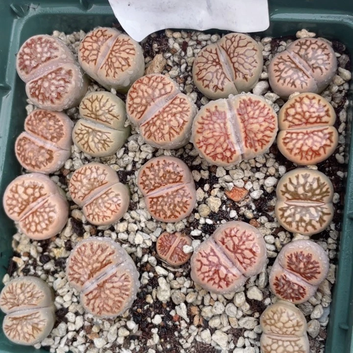 574母本菊化石带盆