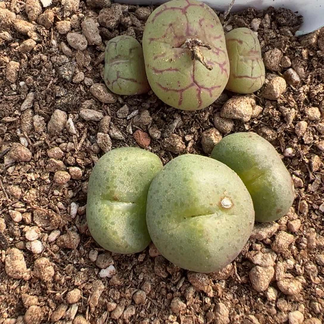 旁**多18-83肉锥多肉植物