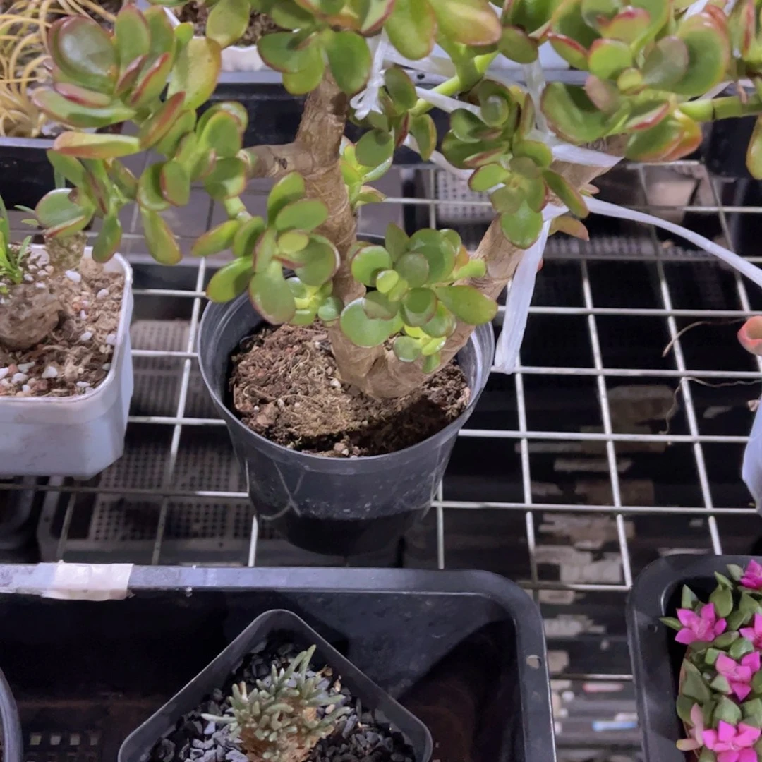 玉树多肉植物多肉
