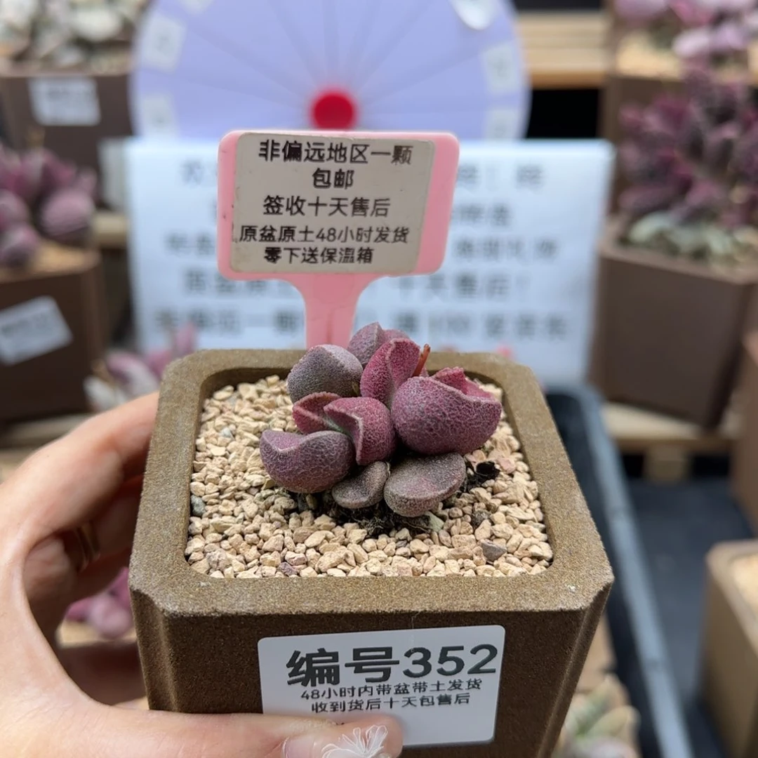 就****吧352师生多肉植物