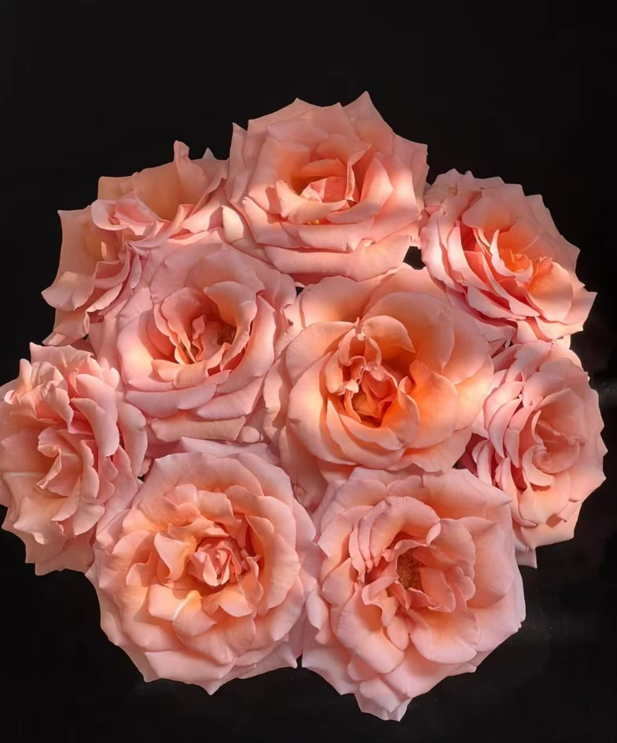 (莫泊玫瑰）单头玫瑰云南鲜花基地直发