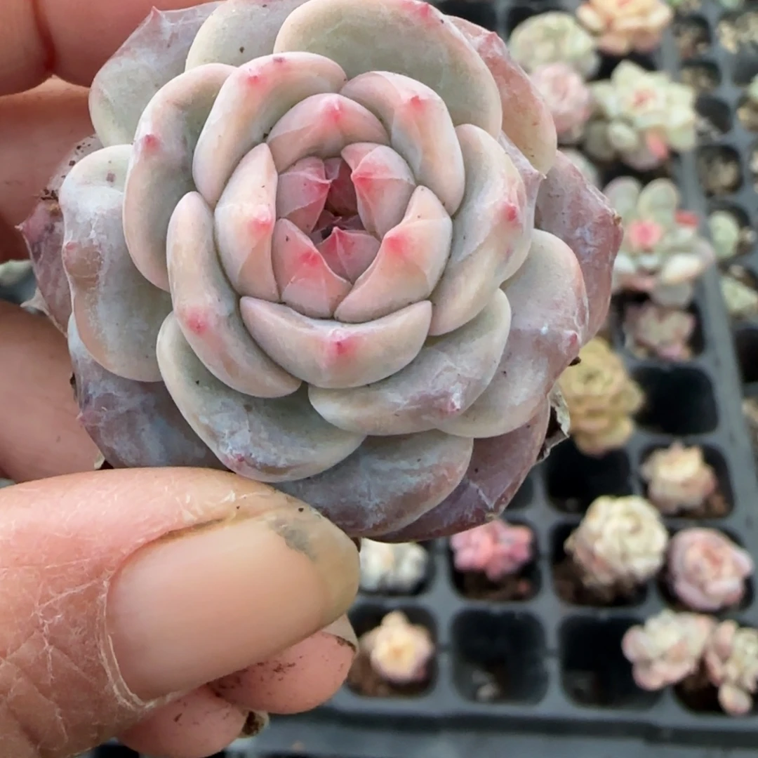 小卡拉米糖心一物一拍