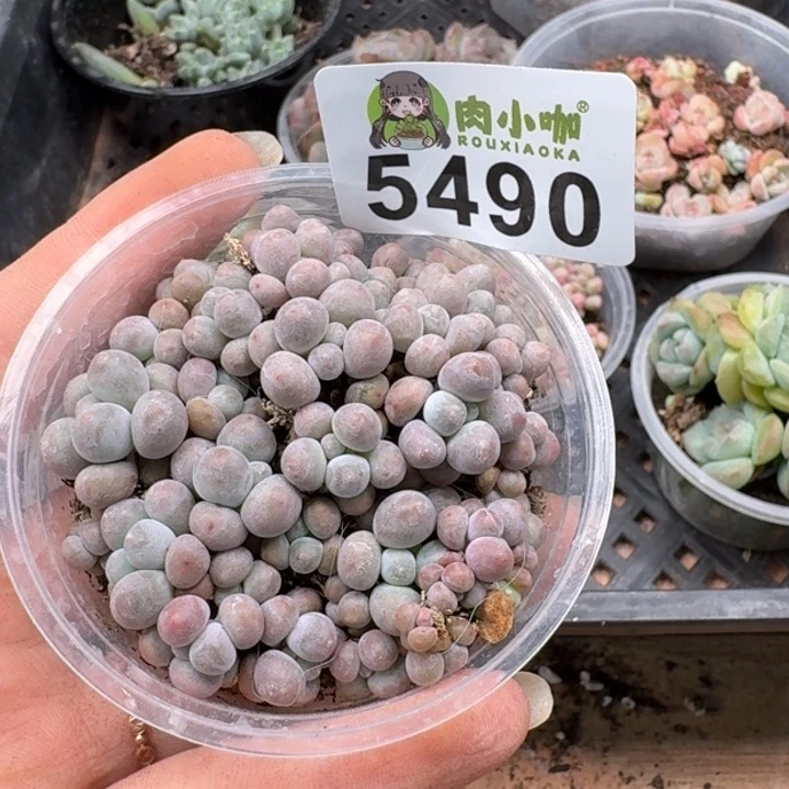 完全开放多肉植物多肉植物