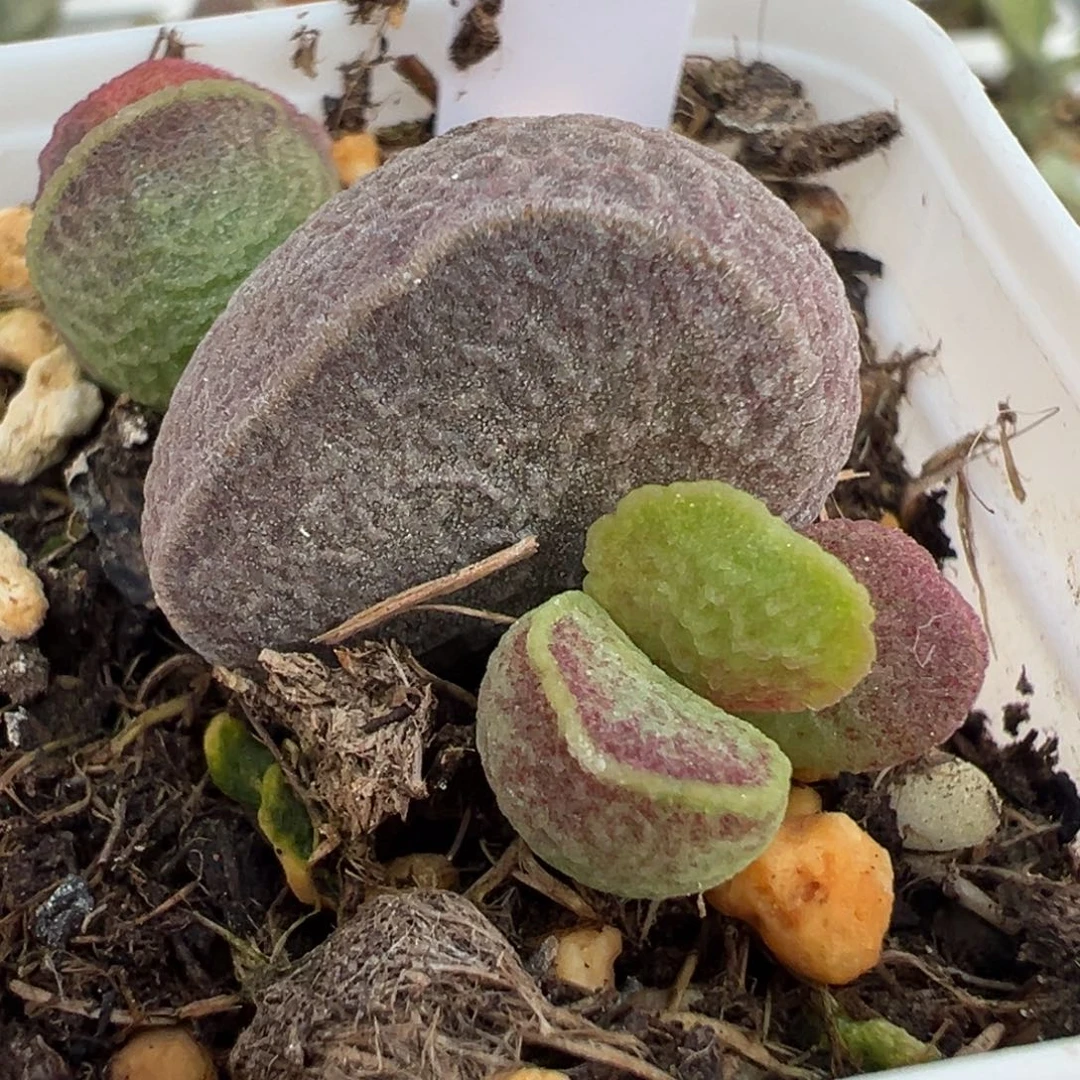 蜡质感花斑实生新品大苗多肉
