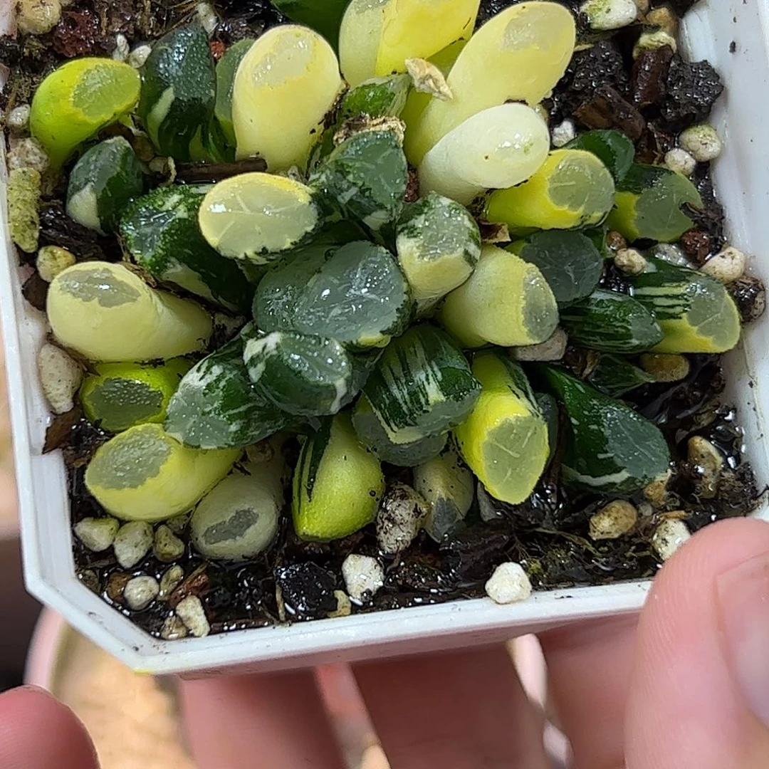 糯窗万象锦十二卷多肉植物