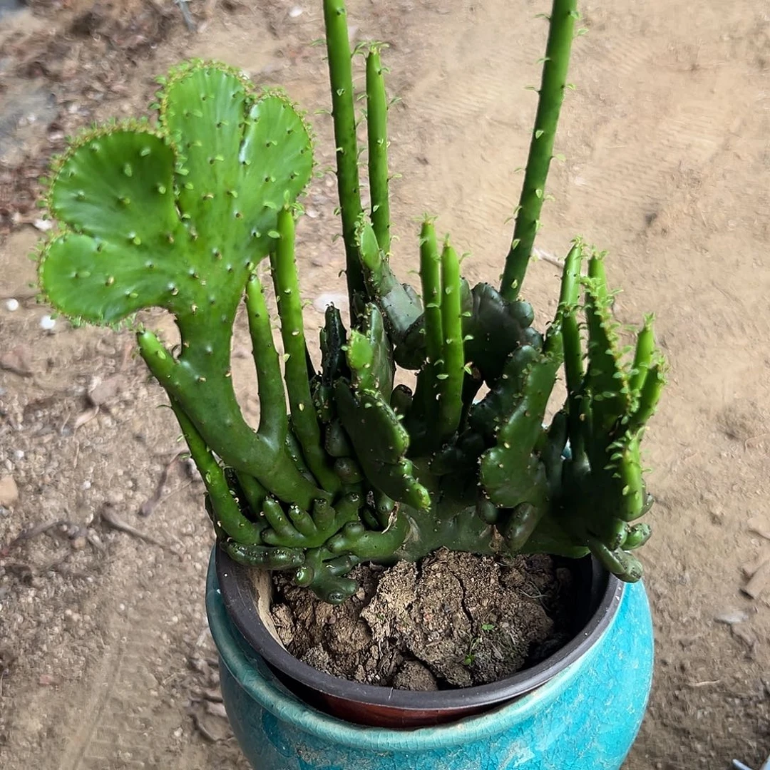 多肉植物多肉植物