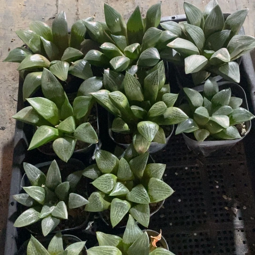 1016 一颗实生大寿 超级618福利。