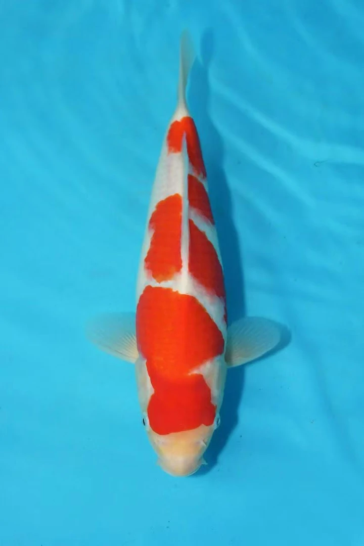 血统锦鲤直播链接