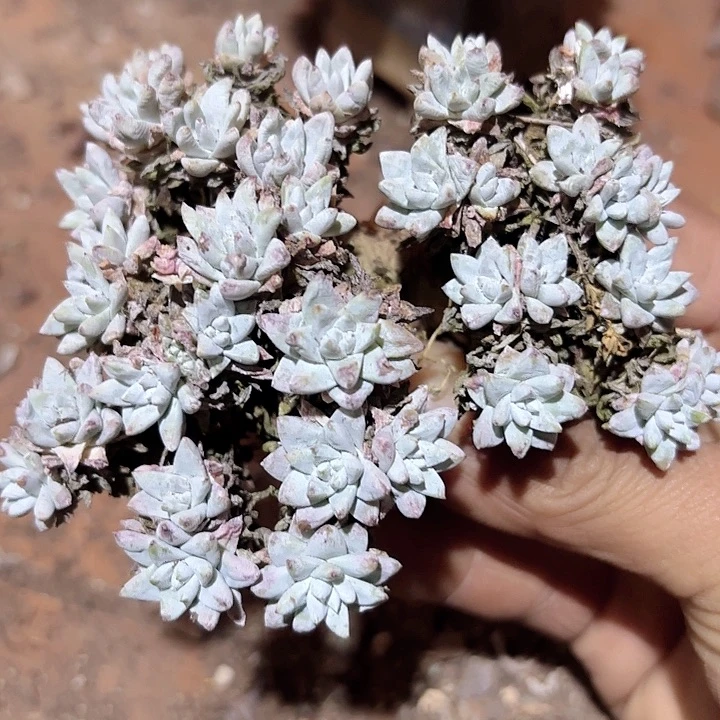 仙女杯多肉植物提取