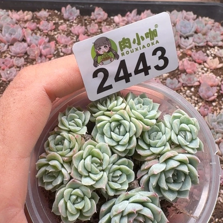 多肉植物多肉植物