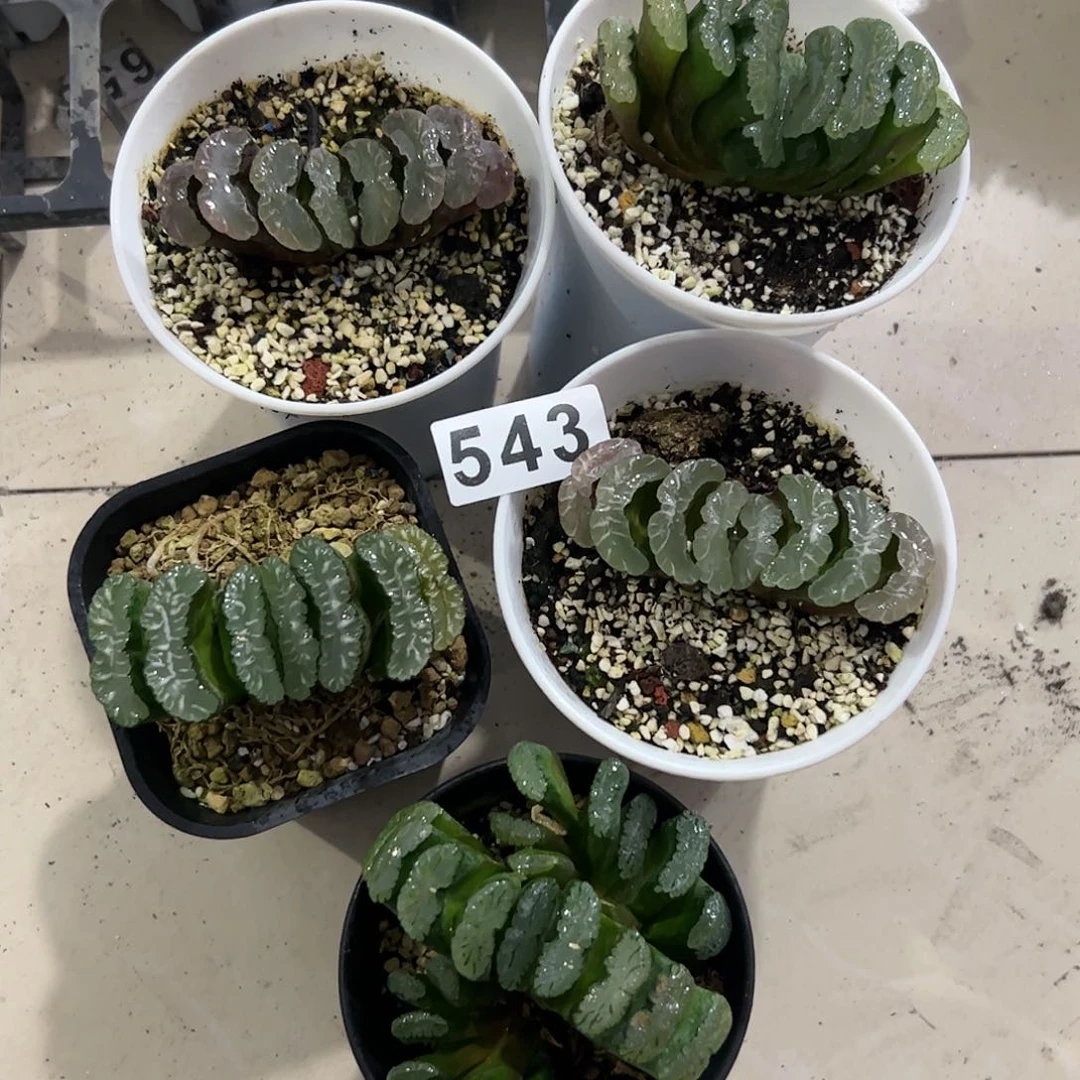 脱土带伤十二卷多肉植物满