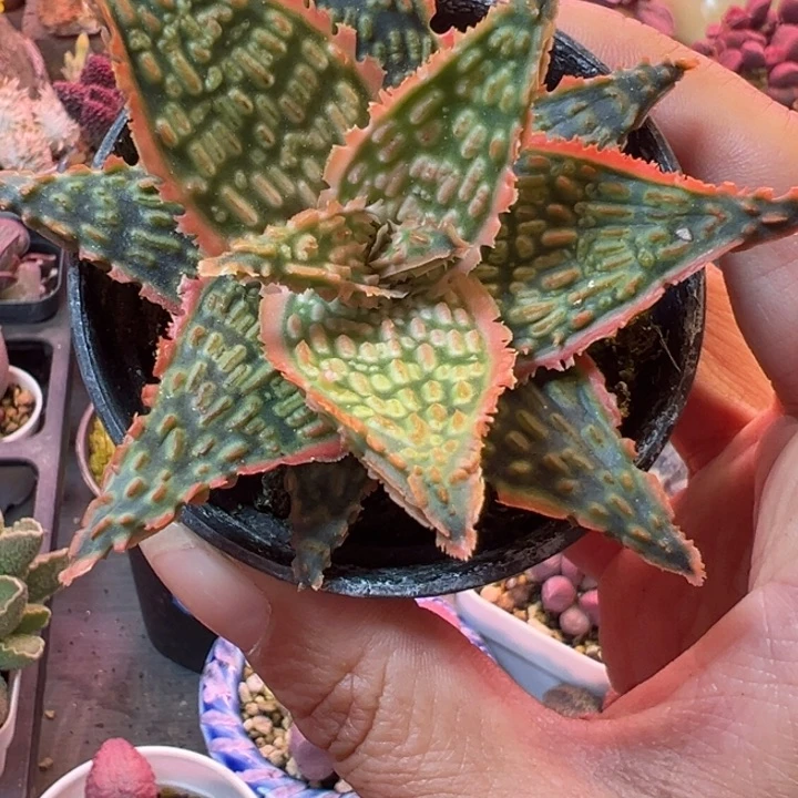 司****布可以说是我的最爱啦