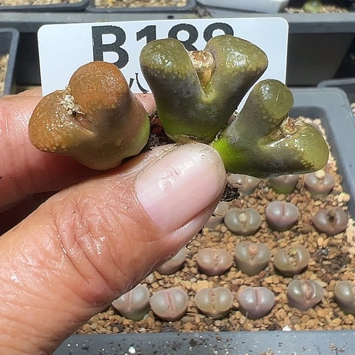 号188号特价风铃2颗多肉植物