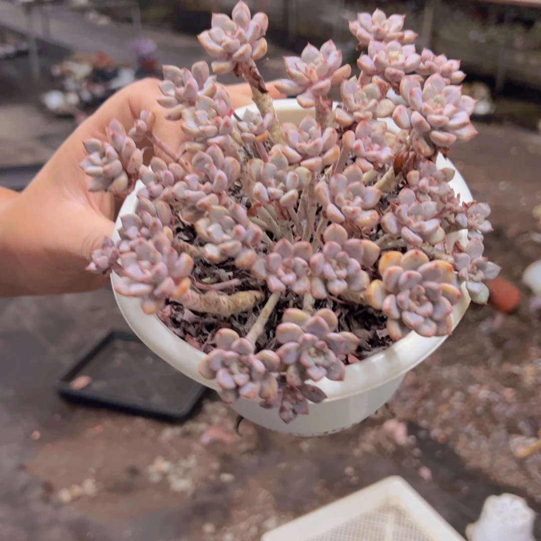 粉布偶整装整群老桩