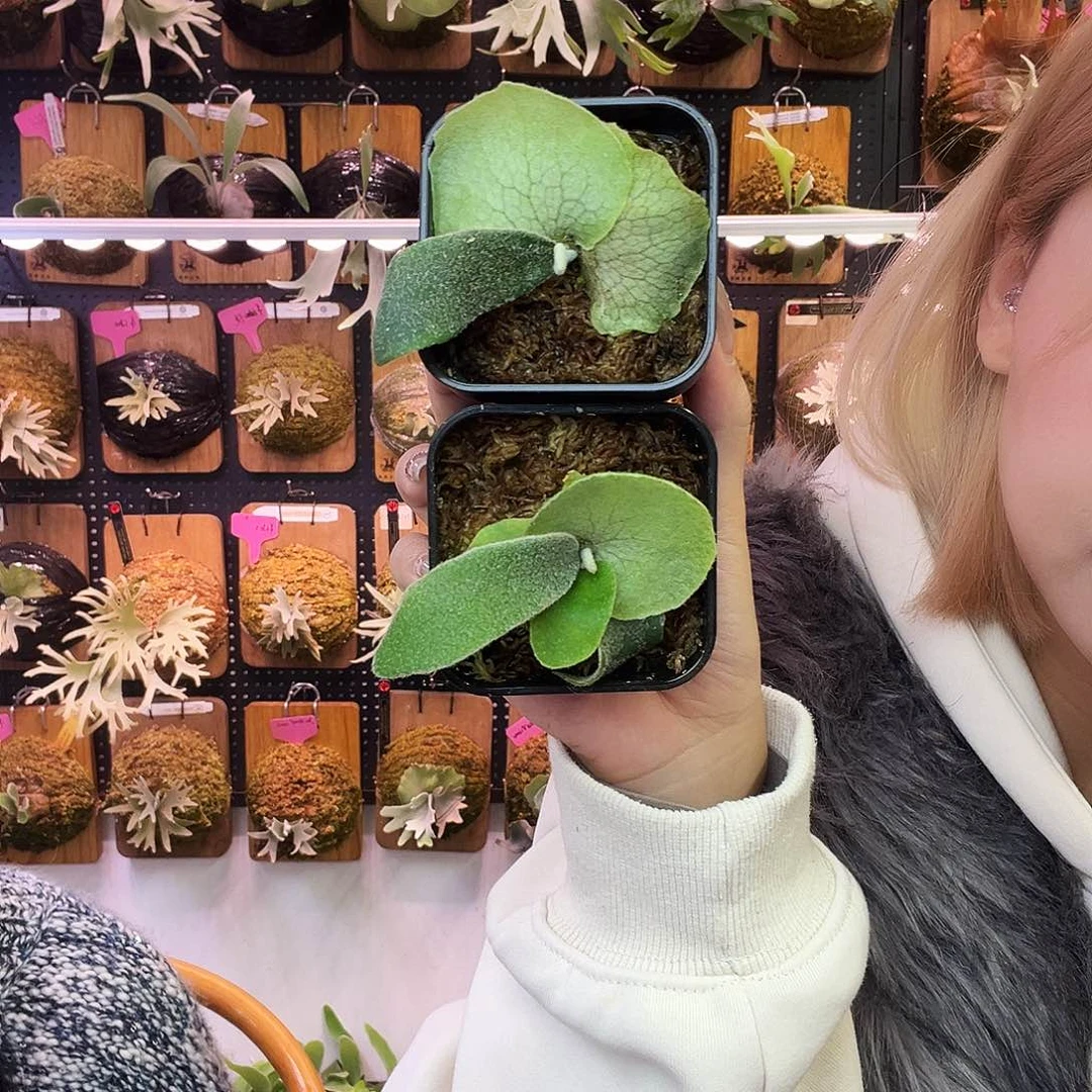 鹿王x wzt hfg 鹿角蕨