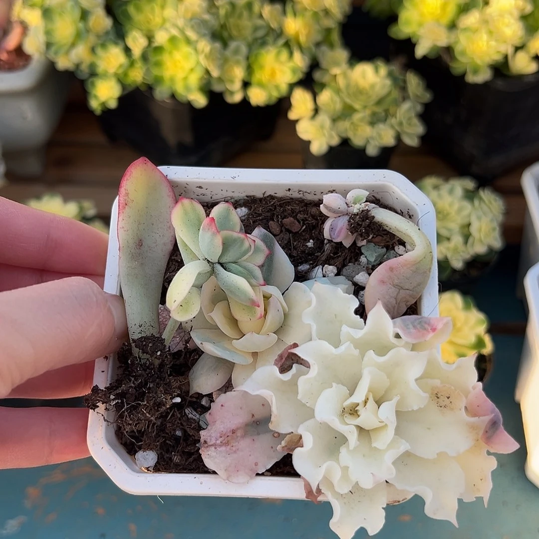 尧*四颗多肉植物，