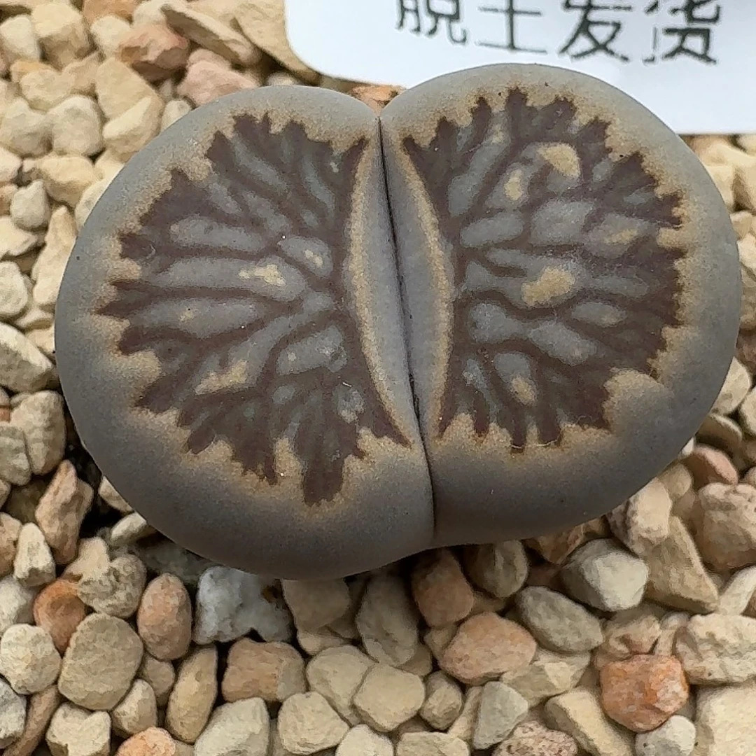 68多肉哈哈哈哈哈哈哈