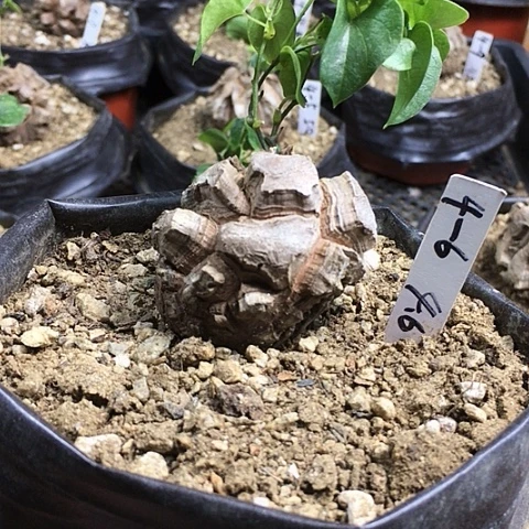 闪4-6南非龟甲龙