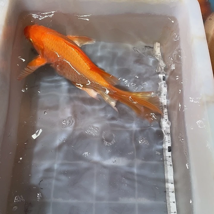 蝴蝶鲤鱼渔场直发17