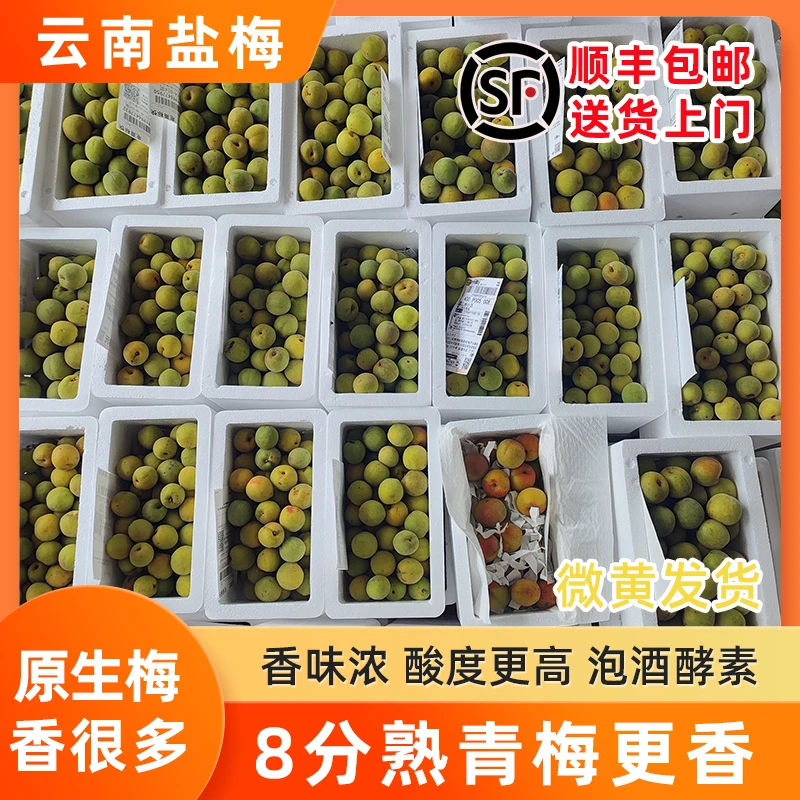 【顺丰上门】云南盐梅 古树原生青梅新鲜采摘酸子水果泡酒酵素酱露
