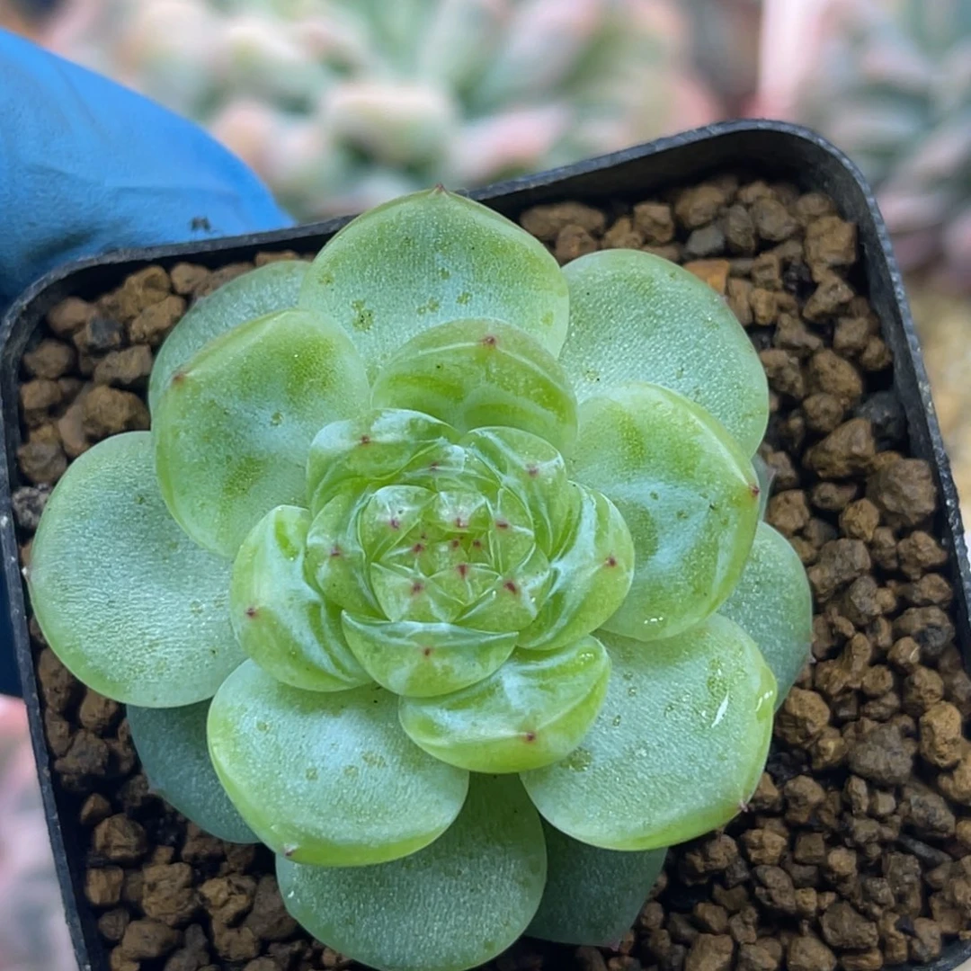 绿琉璃 单头 多肉植物