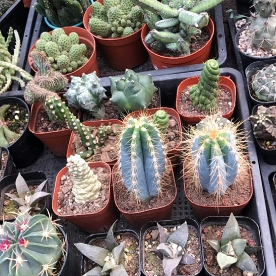 可***i无花朵岩牡丹三颗