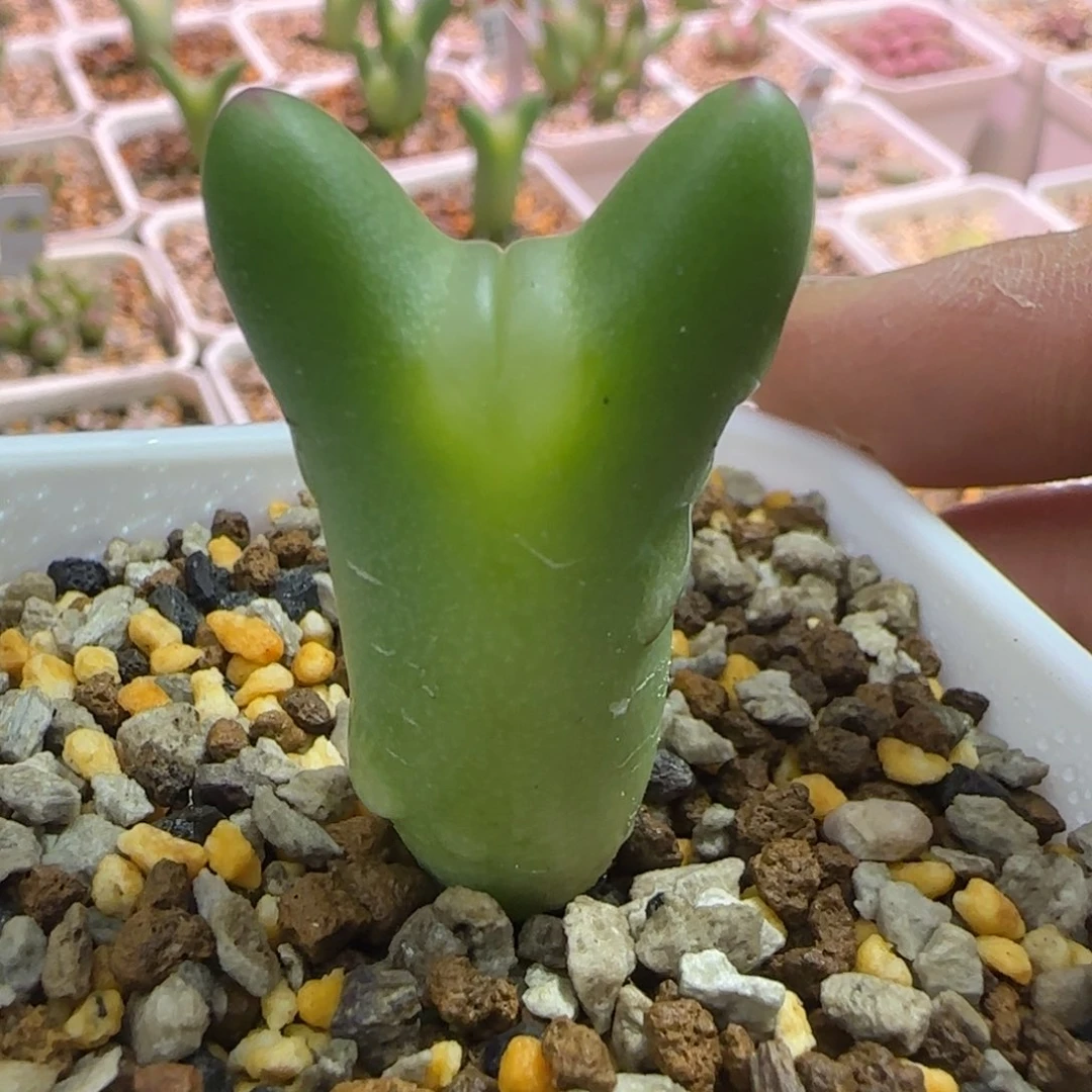 嘟嘟嘴牛角少将一颗