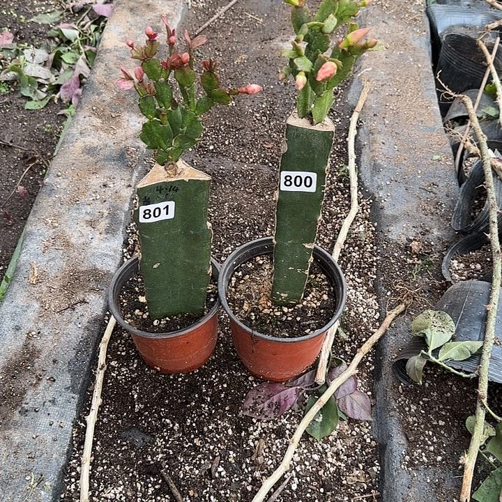 墨***香800+801嫁接蟹爪兰：索菲亚+黄金