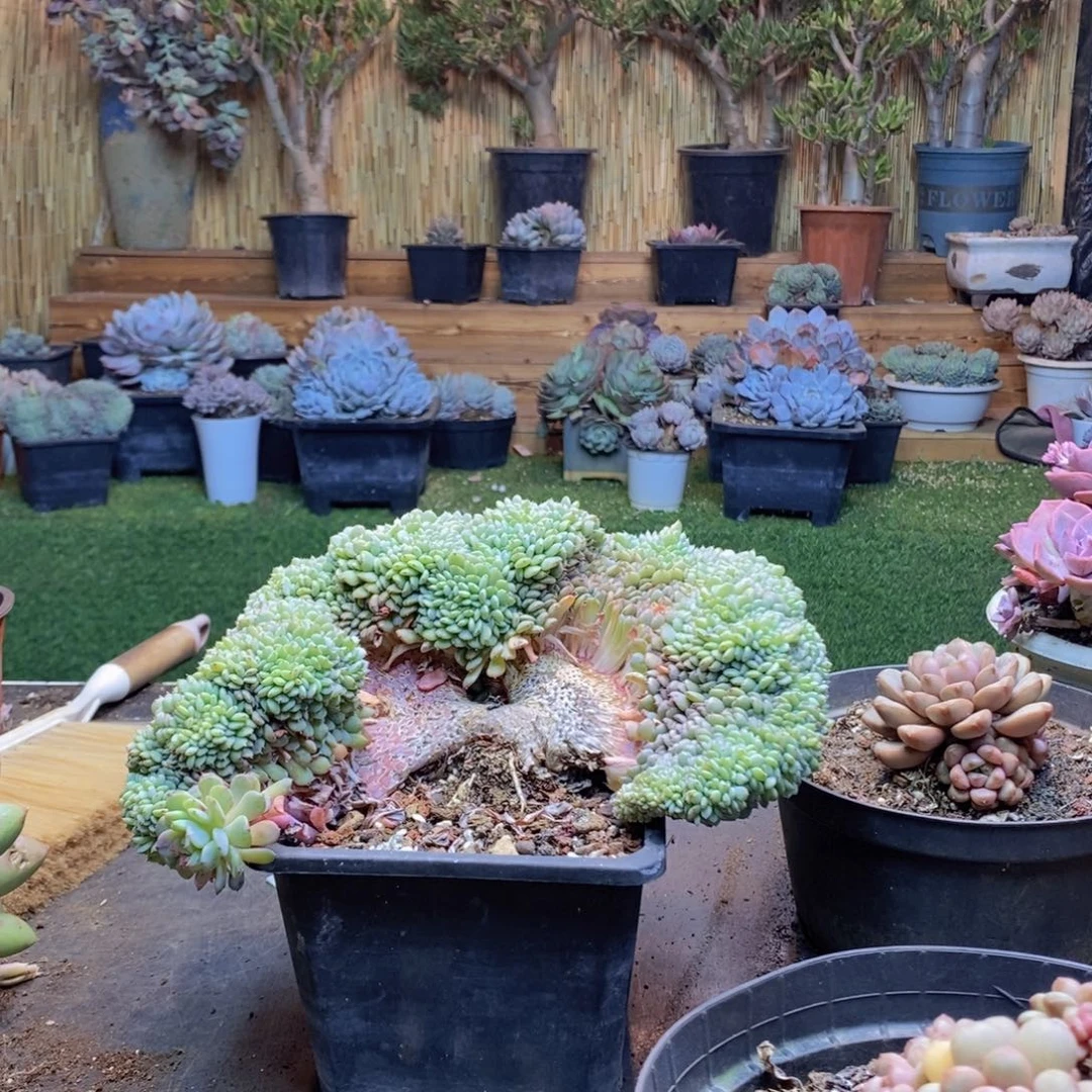 ?****?H324号白胖子缀多肉