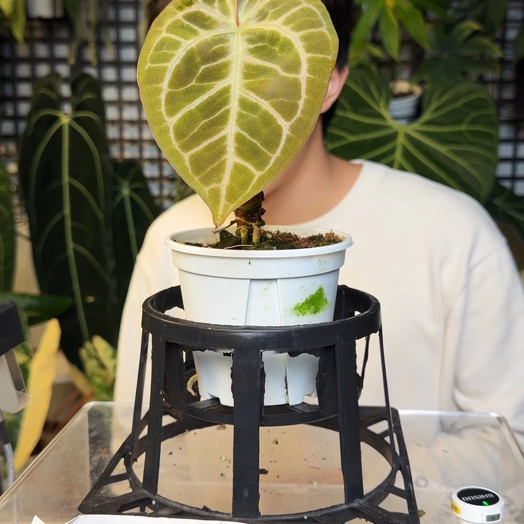 完全开放Q156 狂想曲杂哪吒