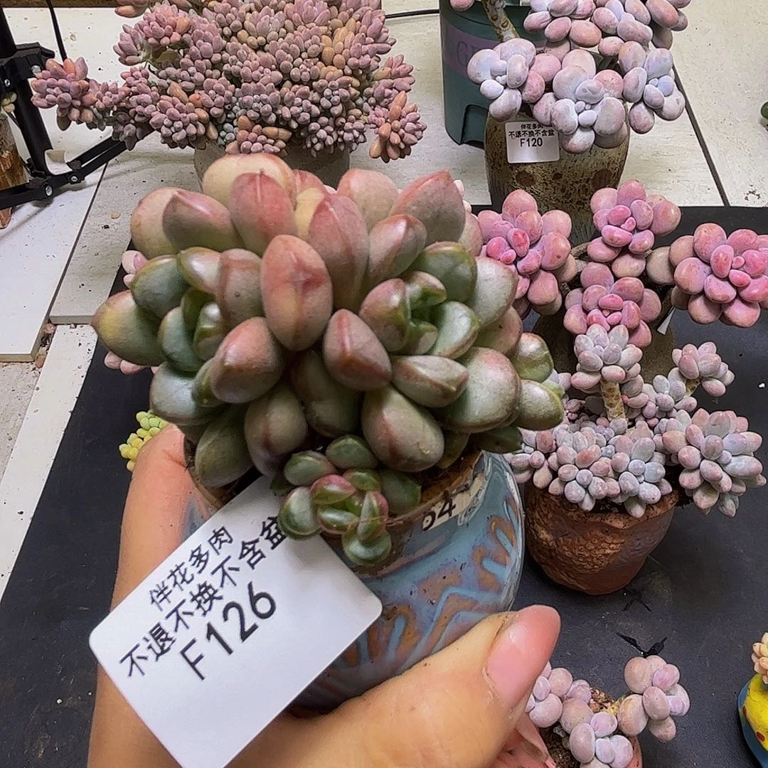 葡萄126/6cm多肉多肉