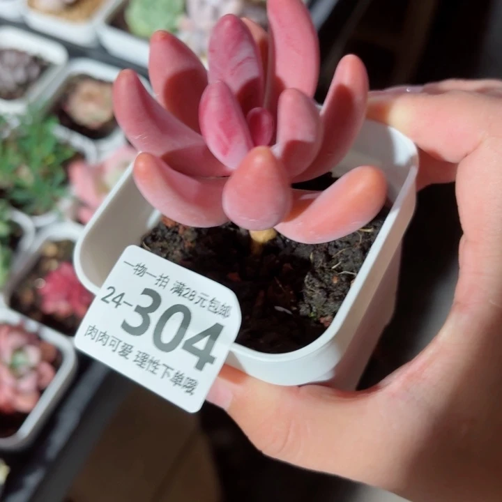 红手指多肉无盆土发货无