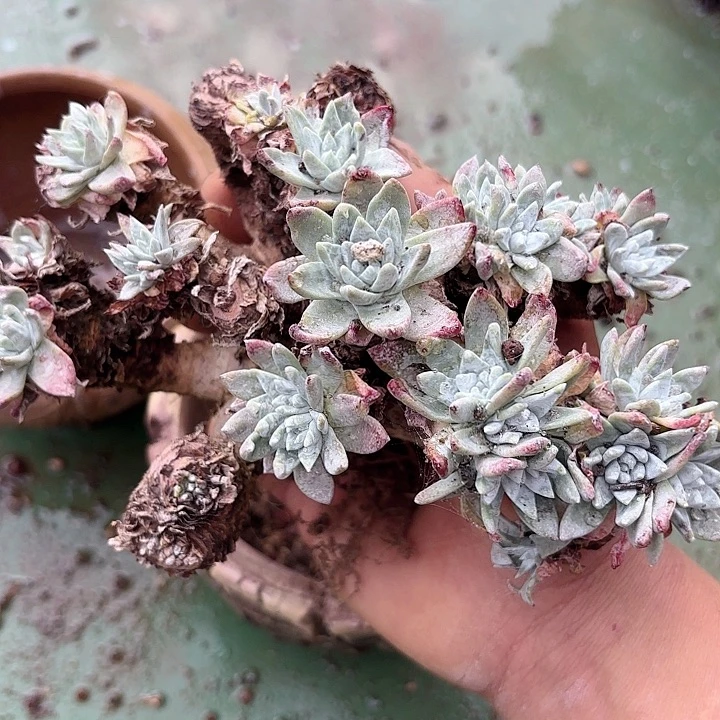 仙女杯瑕疵不售后