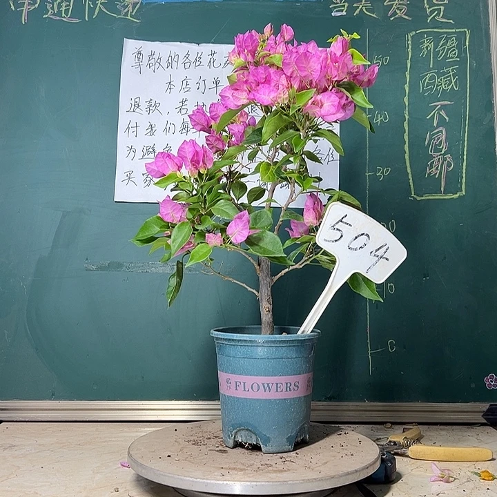 当前无花栽培后可以开花 比芭粉  504