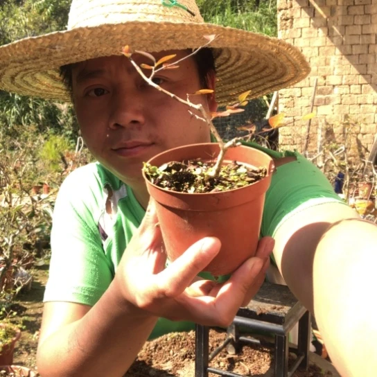 义***天无花朵盆景盆栽植物（不包成活率，不退不换）