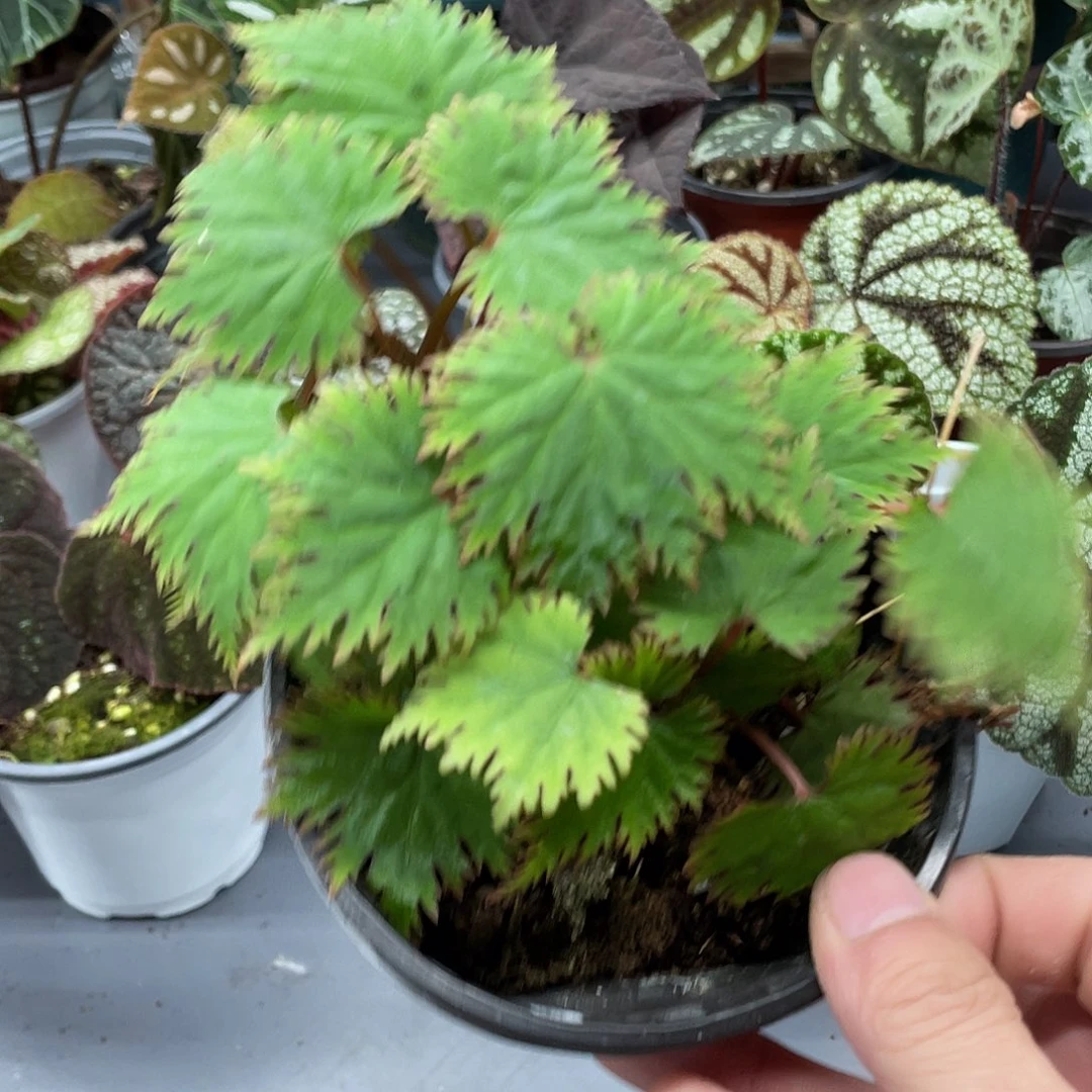 完全开放马达加斯加