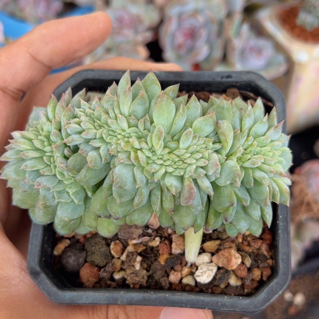 新年快乐 新年快乐