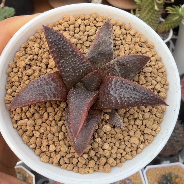 黑王1706 (满28包邮)仙人球