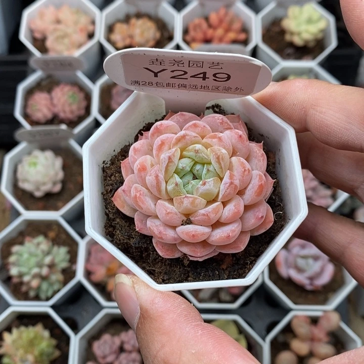 z0249 冰冰单头 4.5cm