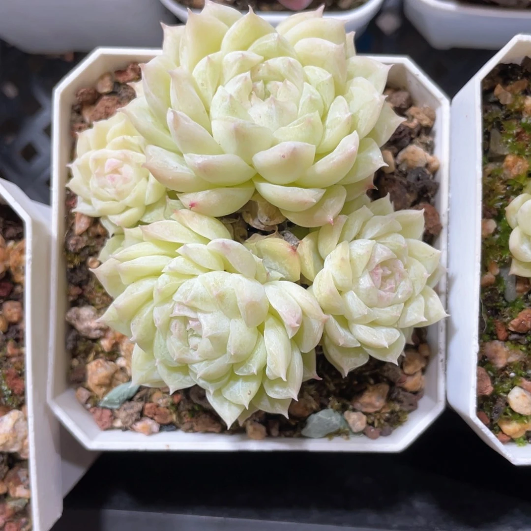 S****3优选麦杆福利1304