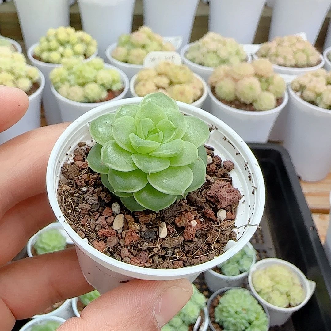 1109-126优选麦杆