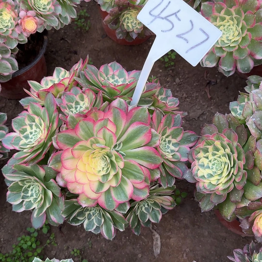 4527海仙多肉法师多肉