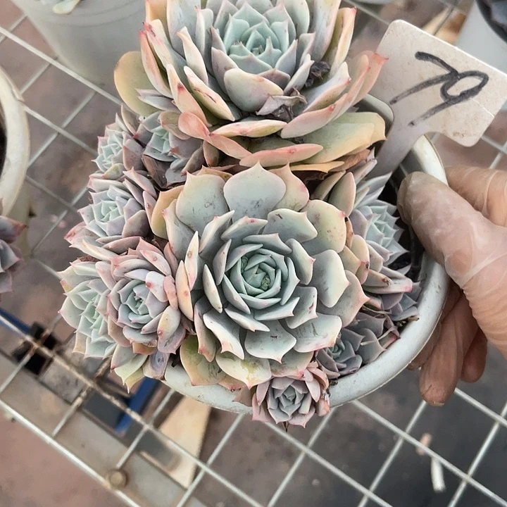 两单包邮，一物一拍，79粉蝶