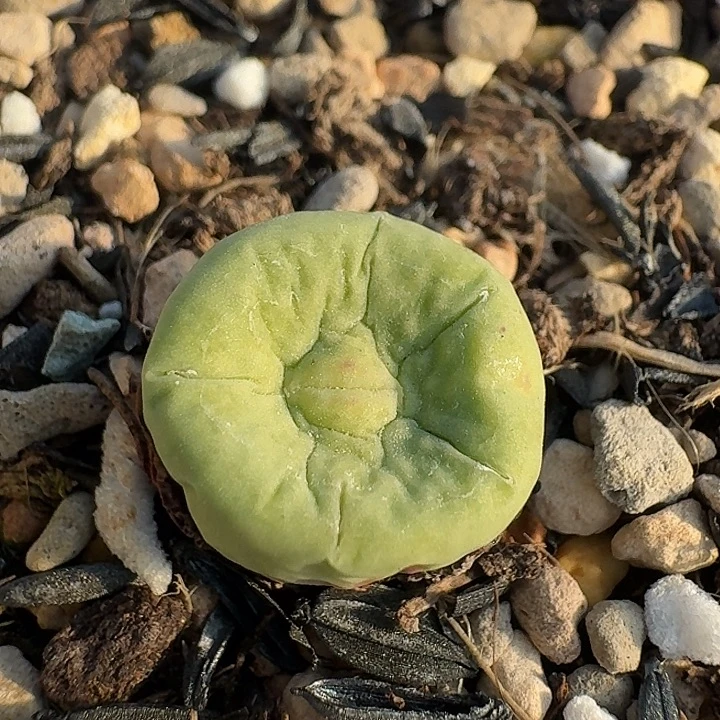 259 嘟嘟嘴。  红嘴。