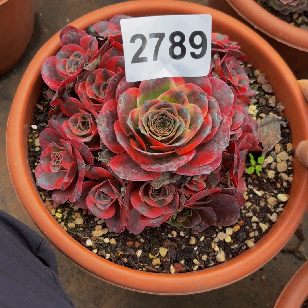平****2789多肉植物玫金玫瑰锦