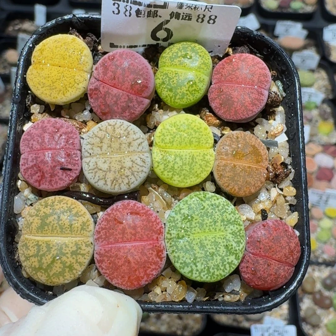 zzZzz生石花肉锥6