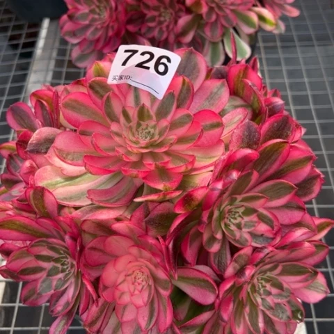 726荔枝22厘米左右